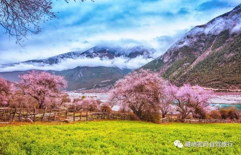 2021年西藏林芝桃花节—最佳拍摄地点及摄影攻略!